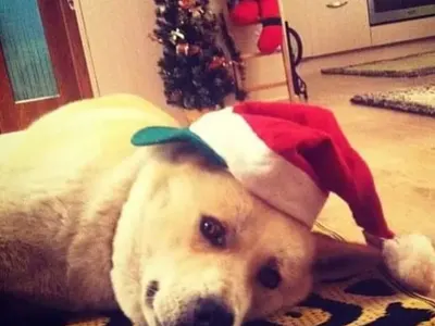 ТОЗИ имот в Бистрица докара до съд Маданска и Венелин Петков (СНИМКИ)