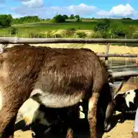 Джулиана Гани се влюби в магаре