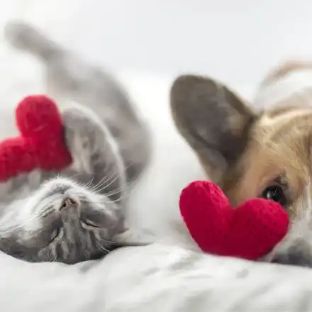 Лейди България се бори за зоополиция