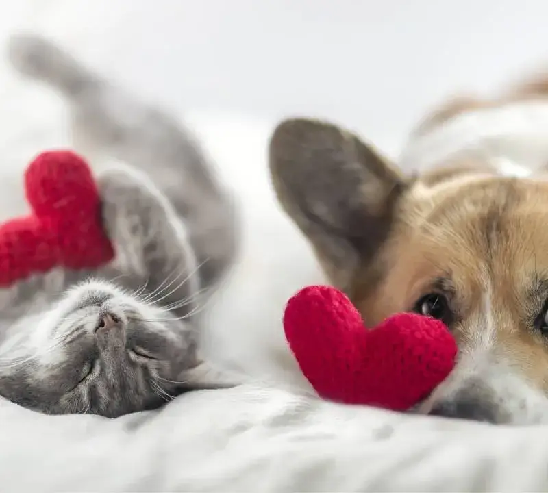 Лейди България се бори за зоополиция