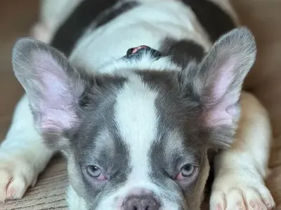 Деси Цонева си взе булдог със сиви очи