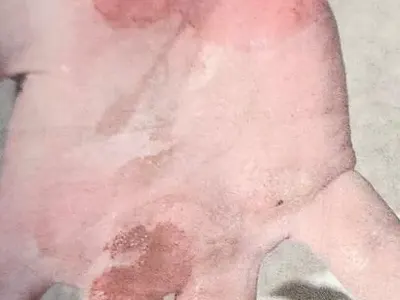 Луда глава: Филип Буков пак се контузи, болката е нетърпима (Снимки)