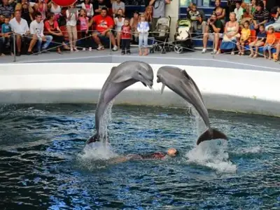 Антония Петрова на делфинариум