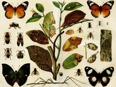 Смайващите лекарства на руските селяни