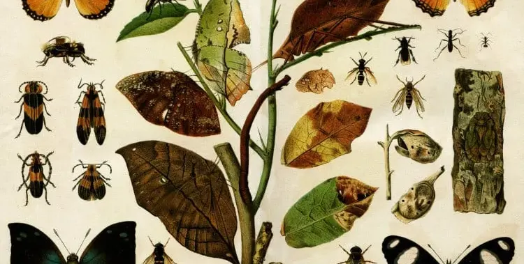 Смайващите лекарства на руските селяни