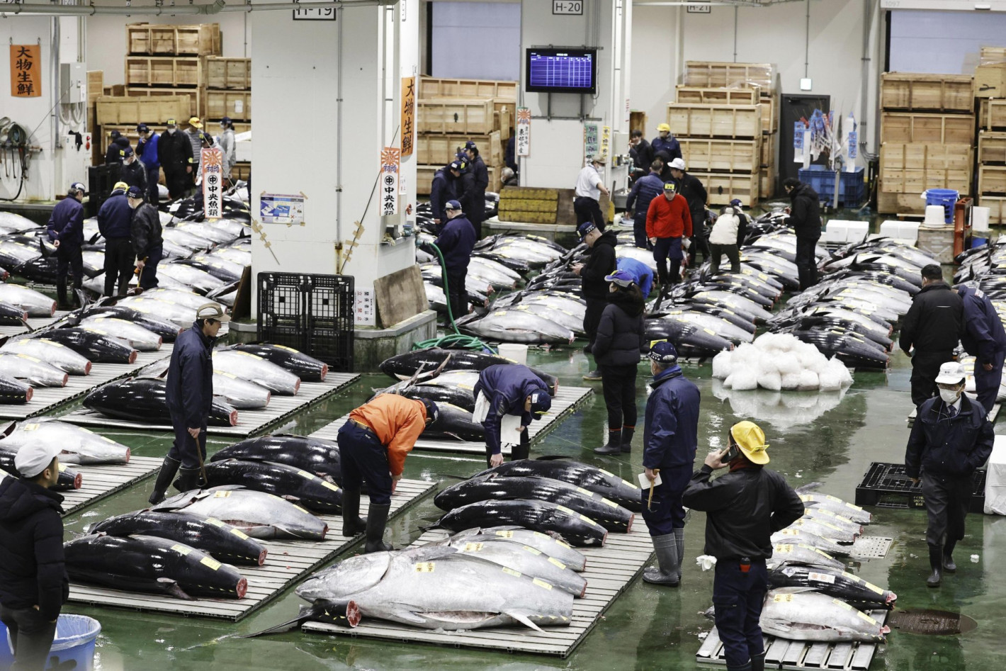 Огромна риба тон бе продадена на търг в Япония за близо 1,3 милиона долара