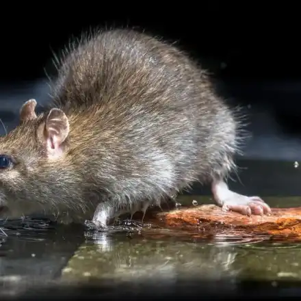 Гигантски плъхове плъзнаха по рафтовете на магазините