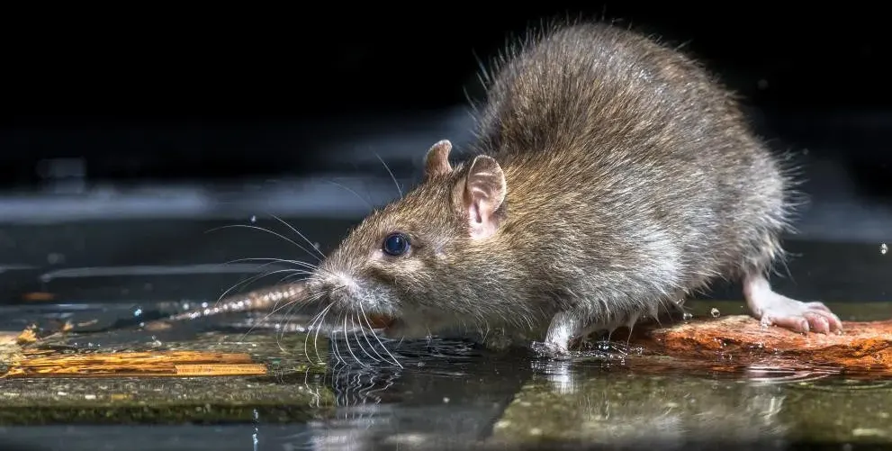 Гигантски плъхове плъзнаха по рафтовете на магазините