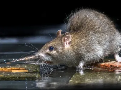 Гигантски плъхове плъзнаха по рафтовете на магазините