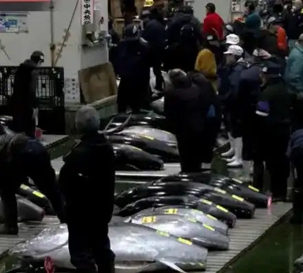 Огромна риба тон бе продадена на търг в Япония за близо 1,3 милиона долара