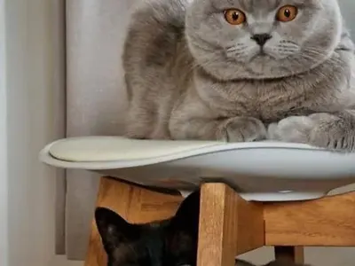 Вижте малката къща на Цеци Красимирова в София! Заряза палат в Барселона