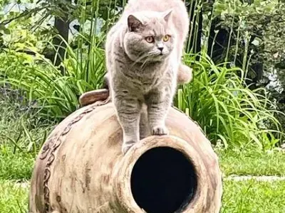 Вижте малката къща на Цеци Красимирова в София! Заряза палат в Барселона