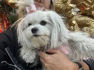 Анита Мейзер празнува Китайската нова година с кучето си СНИМКИ