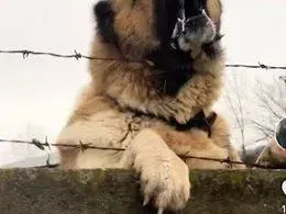 Извергите от Перник треперят от страх: Заплашват Габриела, че ще я разкъсат (СНИМКИ)