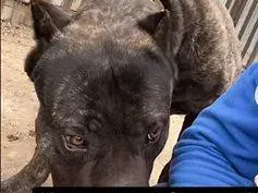 Извергите от Перник треперят от страх: Заплашват Габриела, че ще я разкъсат (СНИМКИ)