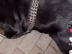 Извергите от Перник треперят от страх: Заплашват Габриела, че ще я разкъсат (СНИМКИ)