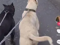 Извергите от Перник треперят от страх: Заплашват Габриела, че ще я разкъсат (СНИМКИ)