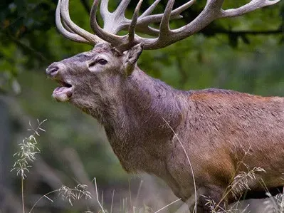Кърваво бракониерство! Горските сгащиха бившия шеф на криминална полиция в Бяла Юлиян Бялев да разстрелва благороден елен