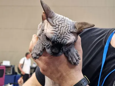 Редки и екзотични породи котки участваха в международно изложение във Варна (снимки)