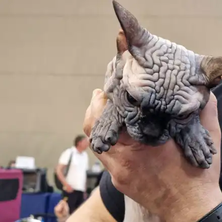 Редки и екзотични породи котки участваха в международно изложение във Варна (снимки)