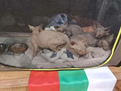 Редки и екзотични породи котки участваха в международно изложение във Варна (снимки)