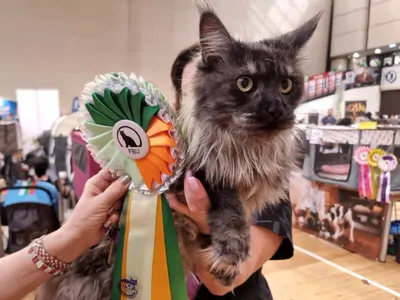 Редки и екзотични породи котки участваха в международно изложение във Варна (снимки)