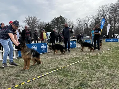 Редки и екзотични породи котки участваха в международно изложение във Варна (снимки)