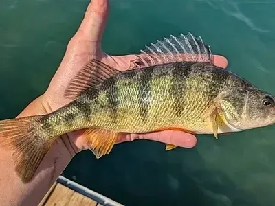 Рибар счупи 46-г. рекорд с улова си