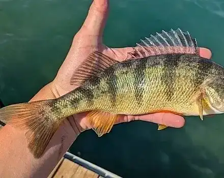 Рибар счупи 46-г. рекорд с улова си