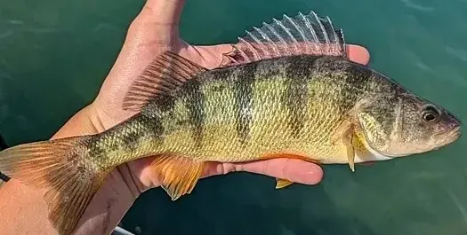 Рибар счупи 46-г. рекорд с улова си