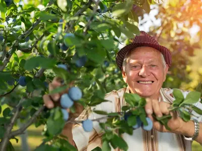 След тази статия всеки мъж ще иска да яде сушени сливи, защото...