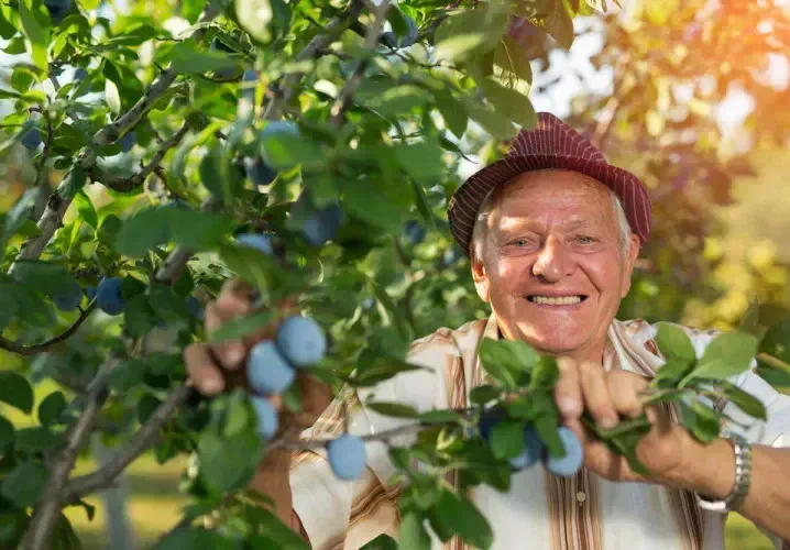 След тази статия всеки мъж ще иска да яде сушени сливи, защото...