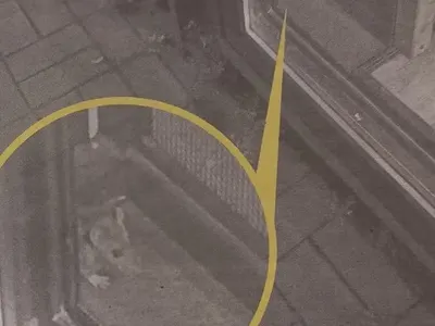 Плъхове плъзнаха по заведенията на „Витошка“