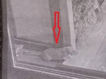 Плъхове плъзнаха по заведенията на „Витошка“