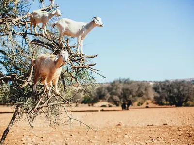 Владо Карамазов отвлечен с мотор в Мароко: Усещах как ще ме разфасоват!
