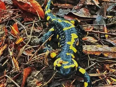 Мария Игнатова снима дъждовници по Витоша (ВИЖТЕ)