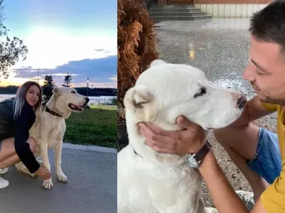 Застреляха с бойно оръжие домашно куче в русенското Ново село