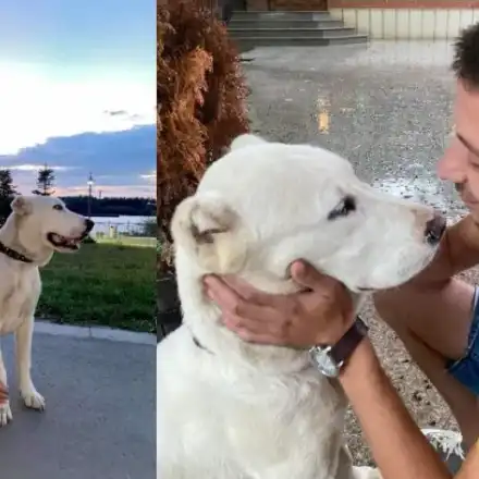 Застреляха с бойно оръжие домашно куче в русенското Ново село