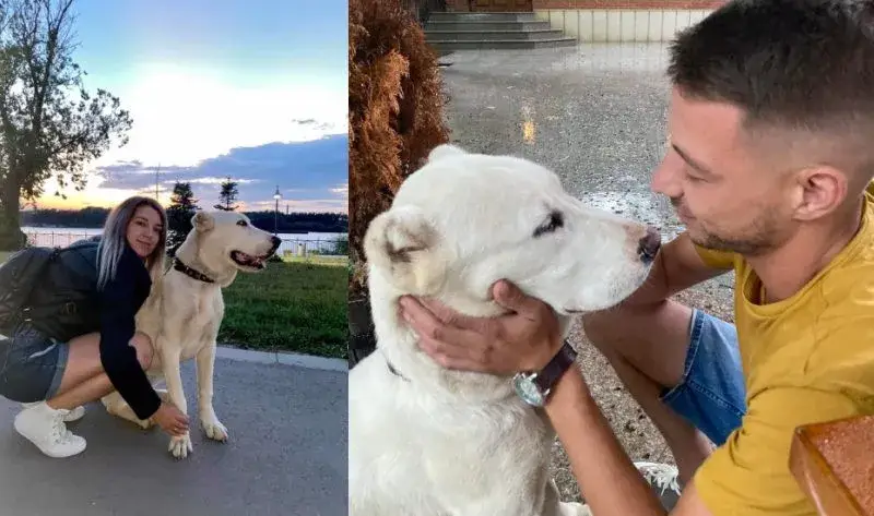 Застреляха с бойно оръжие домашно куче в русенското Ново село