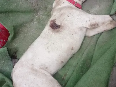 Застреляха с бойно оръжие домашно куче в русенското Ново село