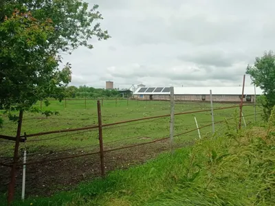 Застреляха с бойно оръжие домашно куче в русенското Ново село
