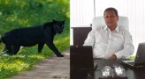 Ето го тайния собственик на избягалата пантера в Шумен