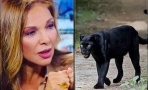 Юлияна Дончева: Крият на кого е шуменският леопард