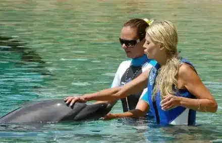 AI вече учи езика на делфините, скоро ще разговаряме истински с умните морски бозайници