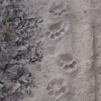 Откриха следи от хищника в Шуменското плато. МВР показа ново видео, заснето още през април