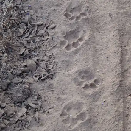 Откриха следи от хищника в Шуменското плато. МВР показа ново видео, заснето още през април