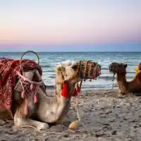 Разходка с камила на плажа – кефът през соца