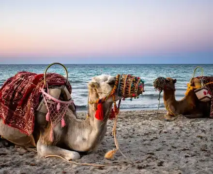 Разходка с камила на плажа – кефът през соца