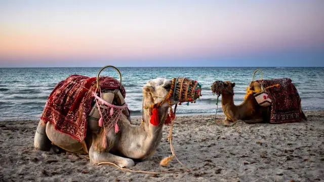 Разходка с камила на плажа – кефът през соца