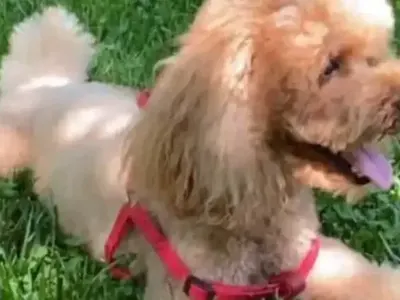 Семейството на Светлана Василева се увеличи с нов член! И заживя в къщата й (Фото)